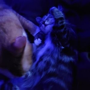 Meet your Posher, Edward